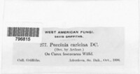 Puccinia caricina image